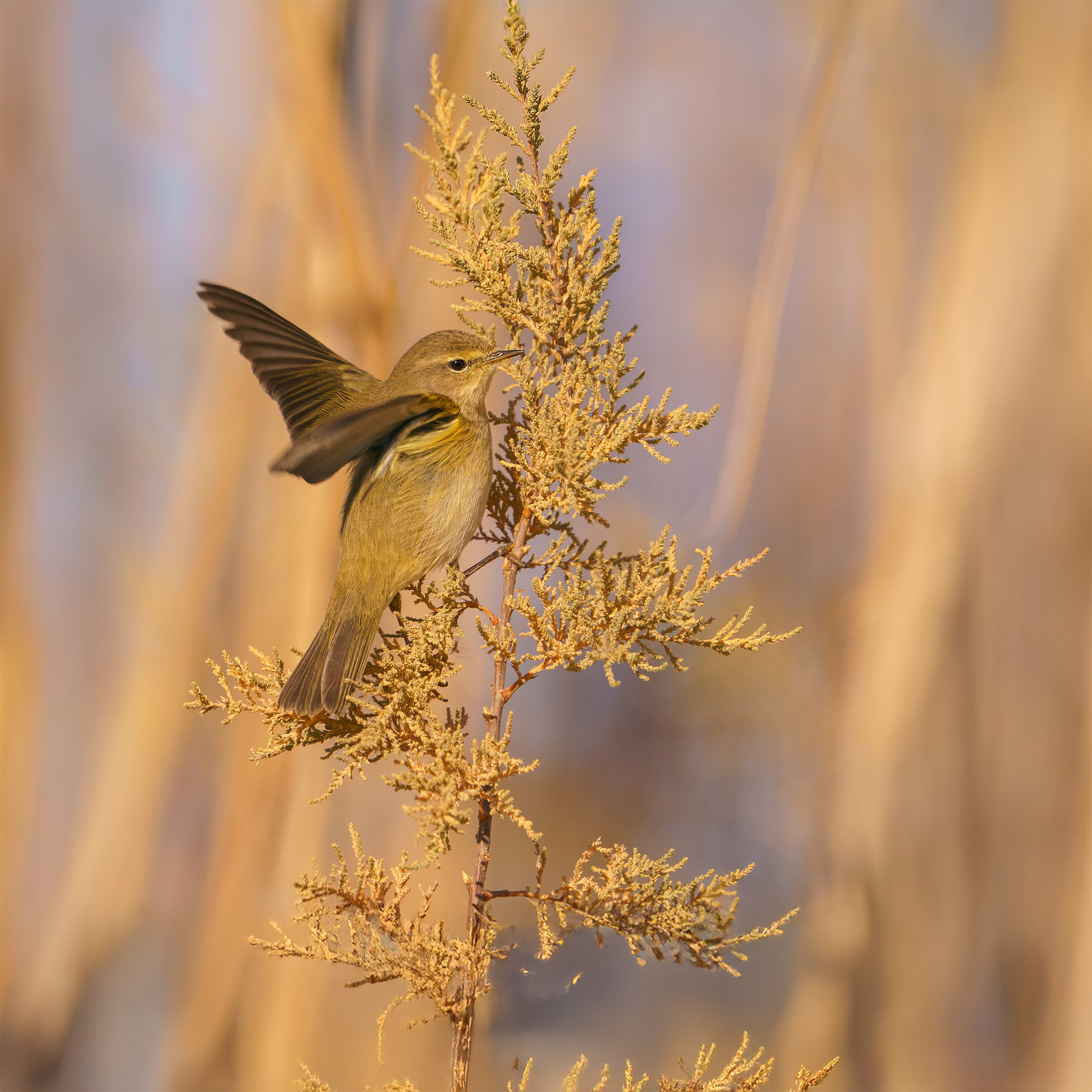 wildlife photography